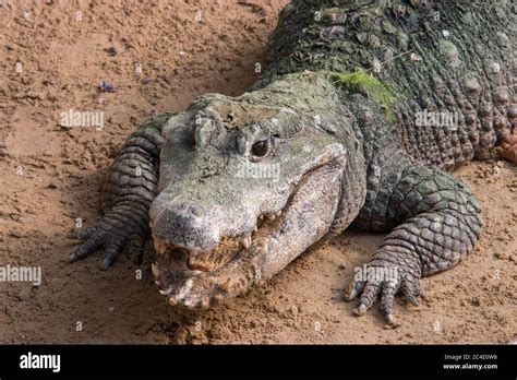 A dwarf crocodile (Osteolaemus tetraspis) open mouth, it is an African crocodile that is also ...