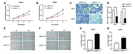 Proliferation And Migration Assays Carried Out With Rcc Cells