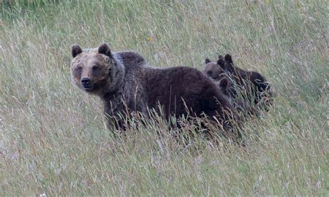 Orsa Amarena uccisa in Abruzzo chi è l indagato