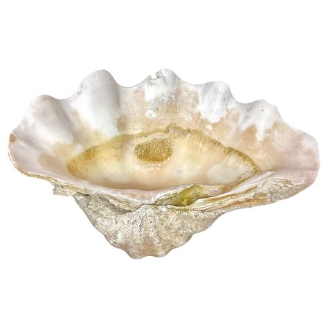 South Pacific Natural Giant Clam Shell Specimen At 1stdibs Giant Clam