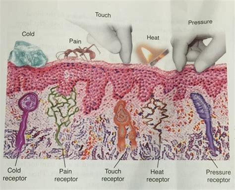 Chapter Physiology And Histology Of He Skin Flashcards Quizlet