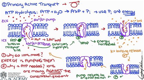 Carrier Mediated Transport Youtube