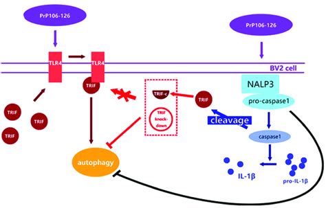 Proposed Model Of Negative Regulation Of Autophagy By NALP3