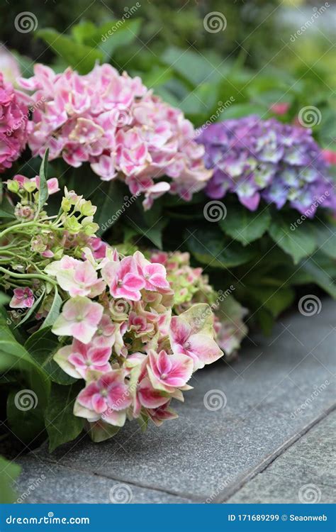 Colorful Hydrangeas Beautiful Flowers Beauty In Nature Stock Image