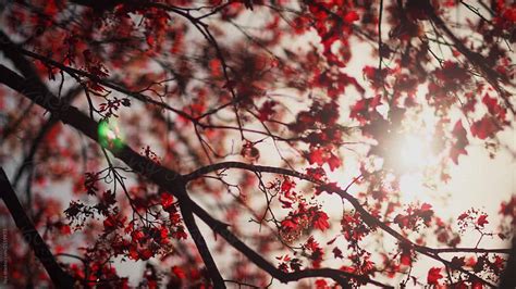 Spring Foliage Maple Tree Canopy Nature By Stocksy Contributor Ilya