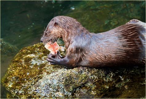 Young River Otter Cleaning Up Salmon Bits Near The Fish Cl Flickr