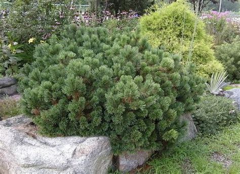 Купить саженцы хвойных растений. Хвойные почтой, каталог, цена.