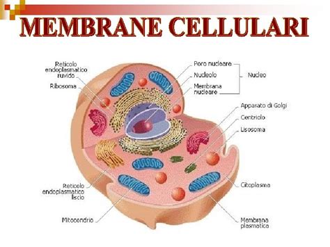 MEMBRANE CELLULARI Composizione Molecolare Ed Organizzazione Della MEMBRANA