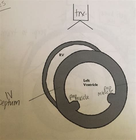 Unit Echocardiography Flashcards Quizlet