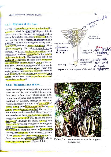 Solution Morphology Of Flowering Plants Studypool