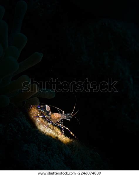 Spotted Cleaner Shrimp Periclimenes Yucatanicus On Stock Photo