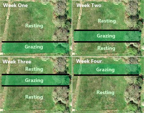 Regenerating Pasture Artemisthai