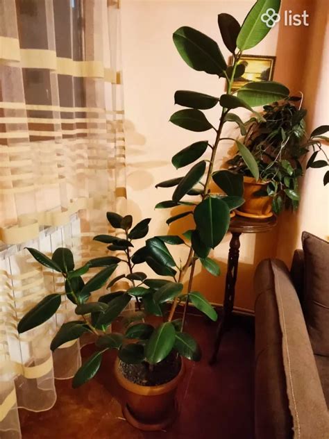 Комнатные цветы Фикус мелколистовой - House Plants - List.am