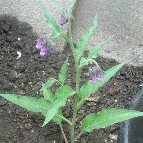Symphytum Caucasicum Caucasian Comfrey Uploaded By Pie