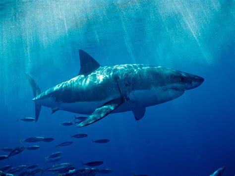 The Coast Of Southern California Is Becoming A Hotspot For Great White