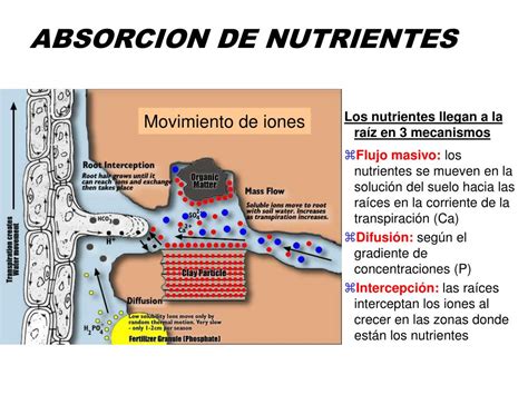 Ppt Los Nutrientes Y Su Disponibilidad Powerpoint Presentation Free