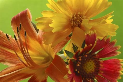 Great Companion Plants For Your Daylilies