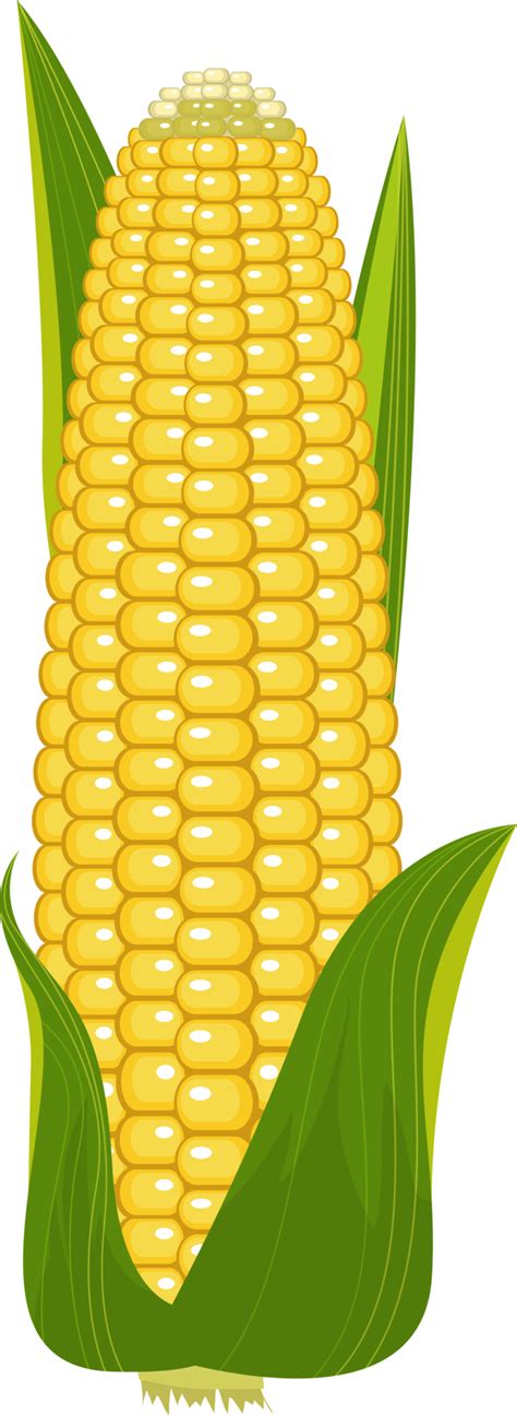 Corn Cob Clip Art