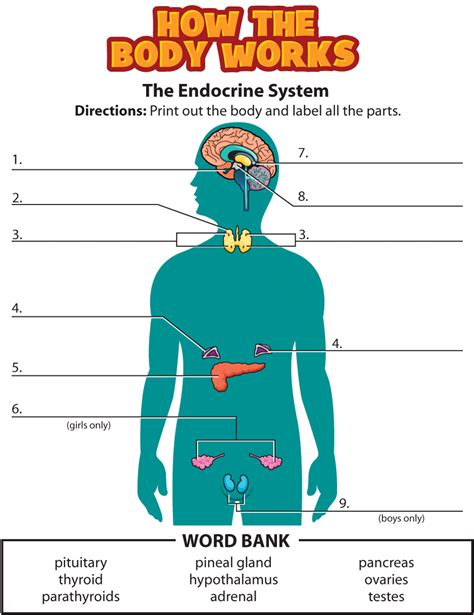 The Human Endocrine System Glands Worksheets