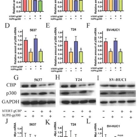 schematic   mechanism   crispr interference system