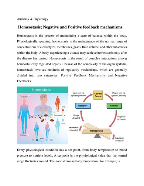 Homeostasis Negative And Positive Feedback Mechanisms Anatomy