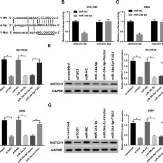 Tug Negatively Regulated Mir A P Expression In Mm Cells A