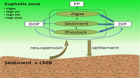 Immobilization And Release Behavior Of Phosphorus On Phoslock Inactivated Sediment Under