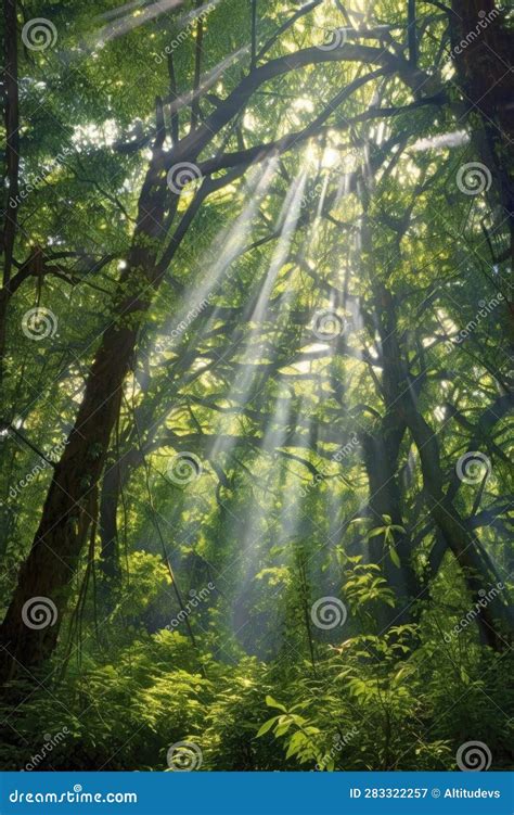 Sun Shining Through A Canopy Of Lush Green Trees Stock Illustration