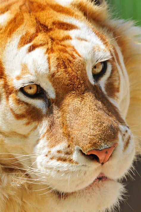 Close Up Portrait Of The Golden Tiger Last Picture Of The Flickr