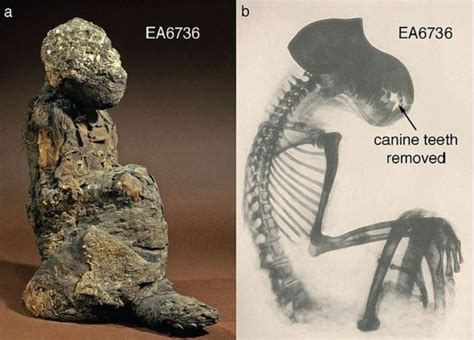 Year Old Baboon Skull Is Thought To Have Come From The Lost Land