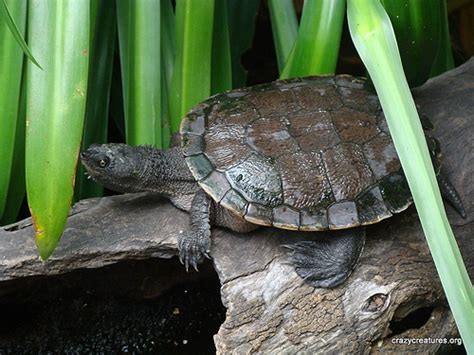 Eastern Saw Shelled Turtle Tamborine Mountain Eco Zone Animal