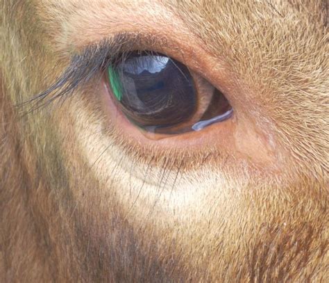 Bull Eyes Cow Eyes Eyes Eye Close Up