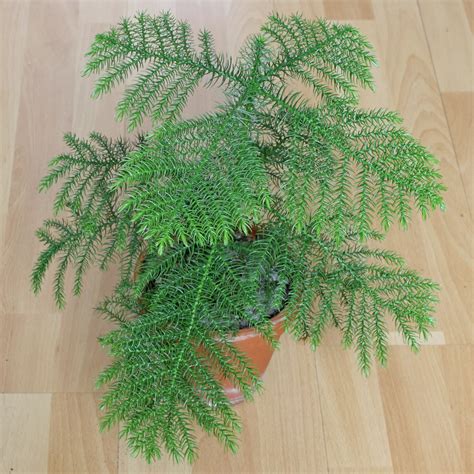 Araucaria Heterophylla Zimmertanne