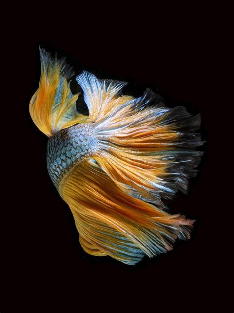 Colourful Beta Fish Stock Image Image Of Creative