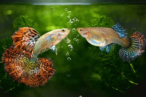 What Fish Can Live With Guppies Best Tank Mates Revealed