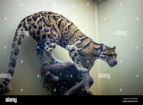Realistic Stuffed Wild Animal In The Museum Stock Photo Alamy