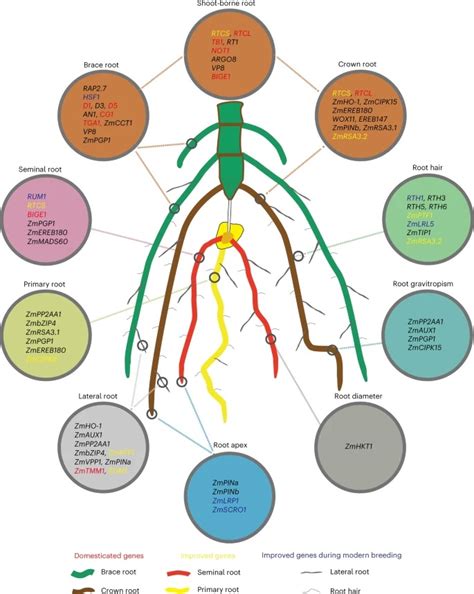 Genome Wide Dissection Of Maize Root System Architecture Plantae