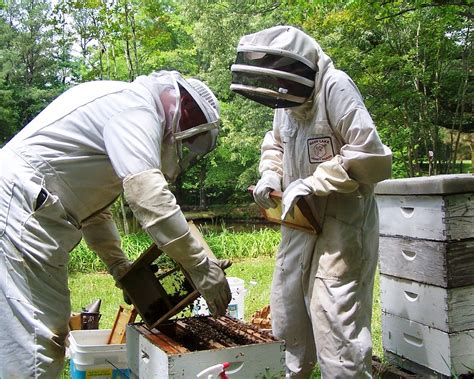 The Peace Bee Farmer Installing Packaged Bees