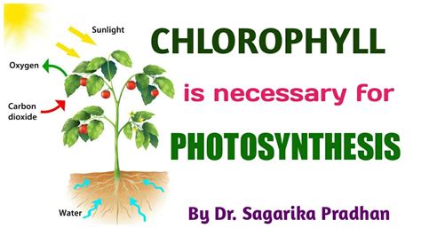 Chlorophyll Diagram Class