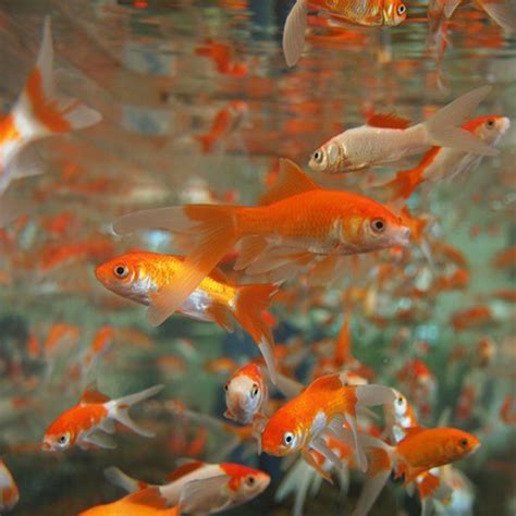 Feeder Fish Prices - Northwest Seed & Pet