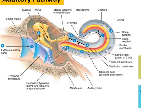 Auditory Pathway Diagram Quizlet