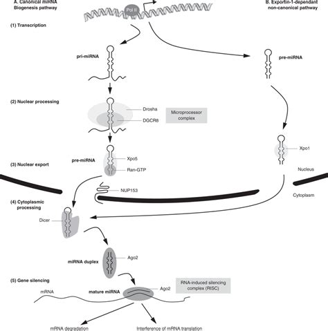 Canonical And Noncanonical Pathways Of Mirna Biogenesis A Canonical