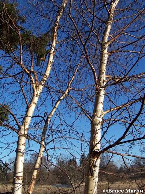 Downy Birch - North American Insects & spiders