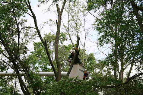 When Is The Best Time To Trim Prune Trees