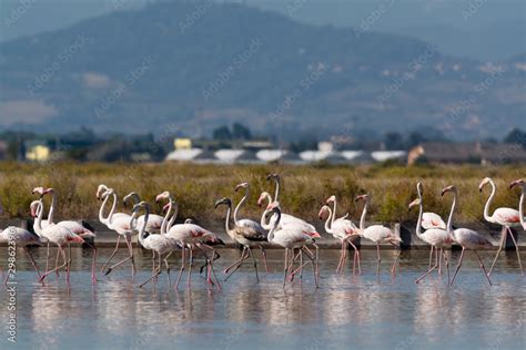 Fenicotteri Rosa Alle Saline Di Cervia Stock Photo Adobe Stock