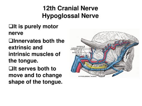 Ppt The Cranial Nerves Xi Xii Accessory Nerve And Hypoglossal Nerve