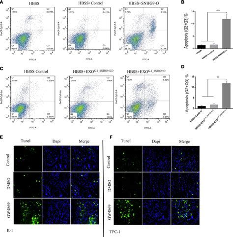 Frontiers Snhg A Papillary Thyroid Cancer Cell Exosome Enriched