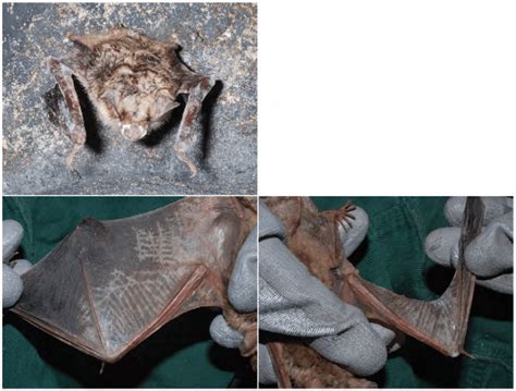 Emaciated Myotis Myotis From A Hibernaculum In France Covered By