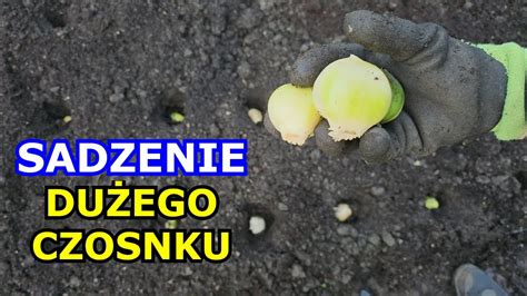 Sadzę WIELKI CZOSNEK Sadzenie Czosnku krok po kroku W czym Czosnek