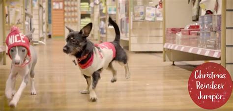 Pets At Home Unveils Christmas Advert Overthecounter